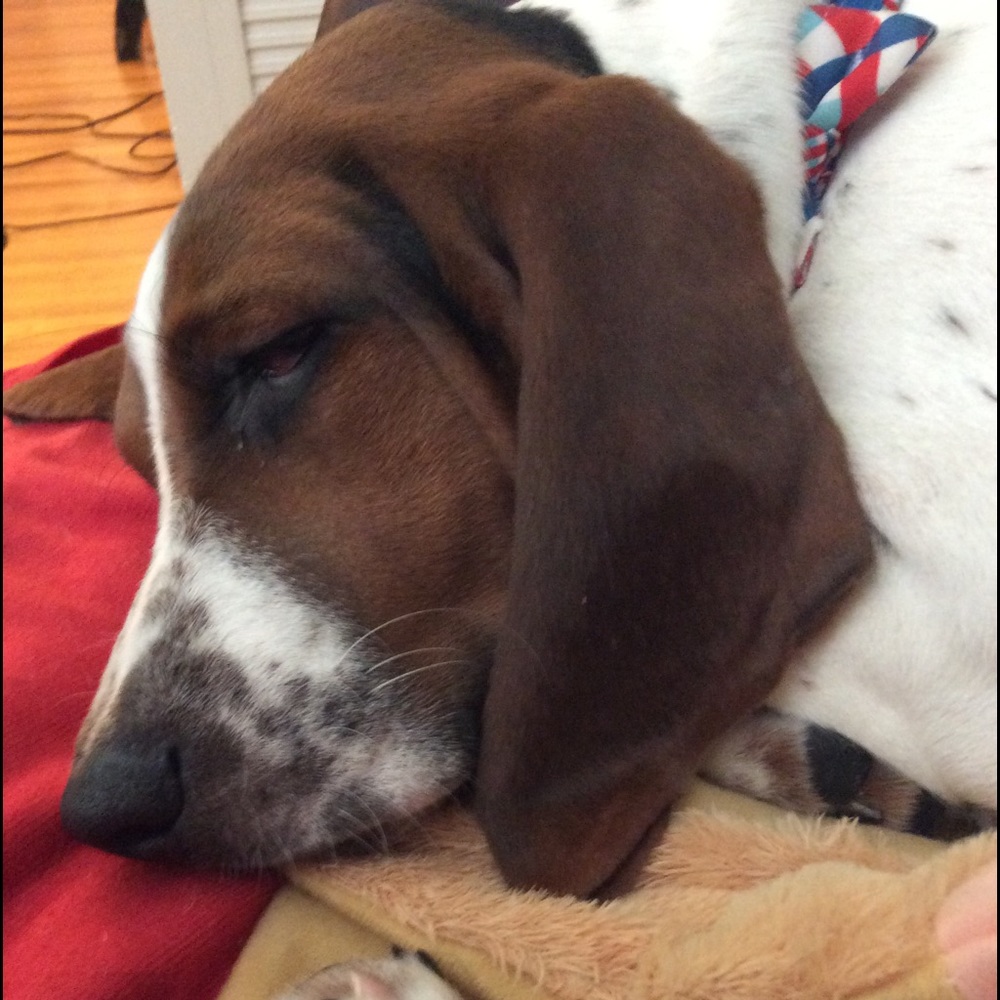 Meet your Posher, Ann